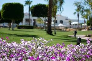 Amphoras Beach in Sharm el Sheikh / Nuweiba / Taba