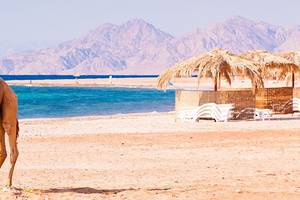 Pyramisa Beach Resort Sahl Hasheesh in Hurghada & Safaga