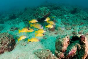 Gruppe gelber Fische im Ozean