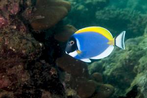 Ein blauer und gelber Fisch schwimmt im Meer neben Felsen.