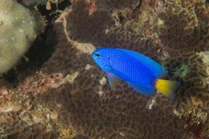 Ein blauer Fisch schwimmt in der Nähe von Korallenriffen.
