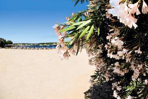 Ein Strand mit weißen Blumen und Blick auf das Meer und Liegen im Hintergrund.