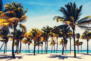 Strand mit Palmen im Barcelo Maya Grand Resort