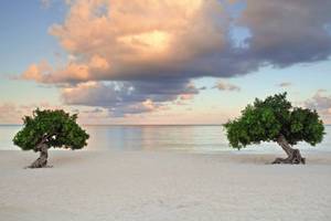 Amsterdam Manor Beach Resort in Aruba & Bonaire