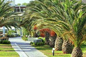 Eingang zum Giannoulis Santa Marina Beach Hotel mit Palmen und Gehweg