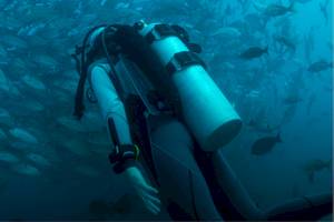 Ein Taucher im Meer, umgeben von einem großen Schwarm von Fischen.
