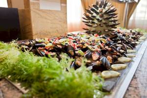 Buffet mit Muscheln, Meeresfrüchten und frischem Gemüse im Hotel Moon Dreams Coral Beach.