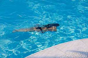 Eine Frau schwimmt in einem blauen Schwimmbad.