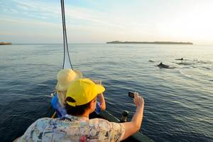 Zwei Touristen beobachten Delfine im Meer von einem Boot aus.