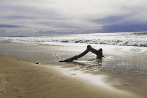 Foto von einem Strand mit einem Baumstamm im Wasser bei einer sanften Welle.