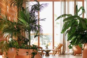 Ein Korridor im Epidamn White Sensation Hotel mit großen Palmen in Töpfen.