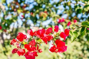 Rote Blumen im Garten mit grünen Blättern und blauem Himmel im Hintergrund.