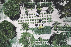Luftaufnahme von Arbeitern in einem Garten mit vielen Pflanzen und Bäumen
