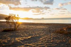 Sonnenuntergang am Strand mit Baum und Sand