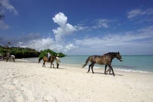 Menschen reiten auf Pferden am Strand des Sea Cliff Resort & Spa