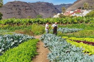 Zwei Männer im Gemüsegarten des Jardin Tecina Hotels, umgeben von verschiedenen Pflanzen und Bananenstauden.